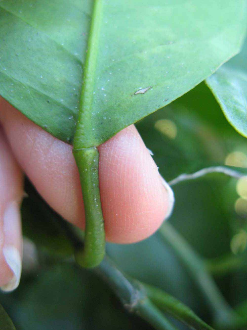              Petiole (Winter Haven, FL)       